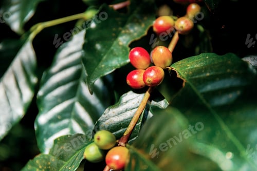 Preview: Coffee beans are ripe on tree