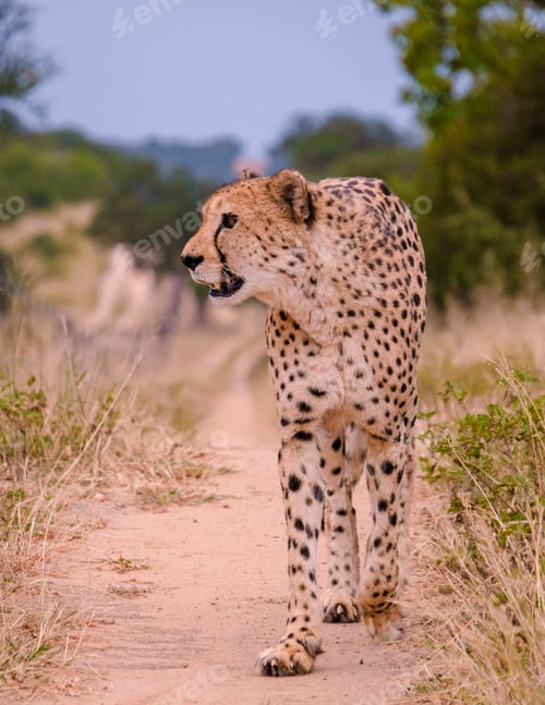 Preview: Cheetah wild animal in Kruger National Park South Africa, Cheetah on the Hunt during sunset.