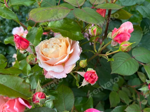 Preview: Purple roses bloom in a vibrant garden during a sunny afternoon in autumn