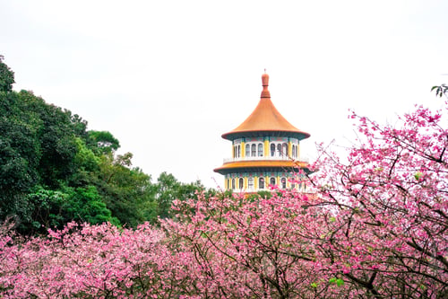 Preview: Wuji Tianyuan Temple with beautiful cherry blossom in Taiwan