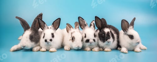 Preview: bunny Easter fluffy baby rabbit or new born rabbit.