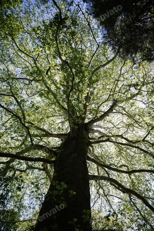 Preview: Giant redwood tree view from below to the sky through the branches.