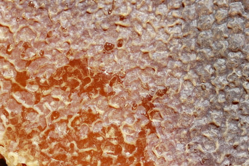 Preview: Honeycomb