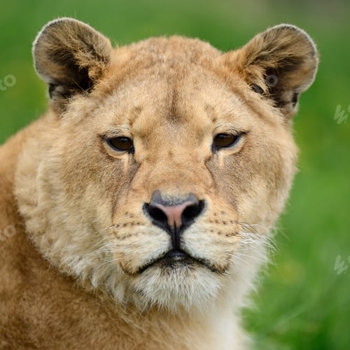 Preview: Lion in green grass