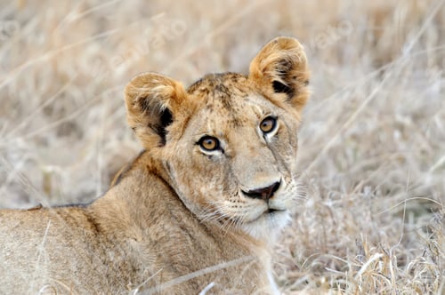 Preview: African lion in the Park South Africa