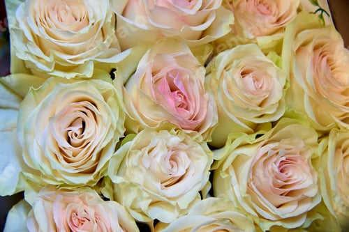 Preview: White pastel roses
