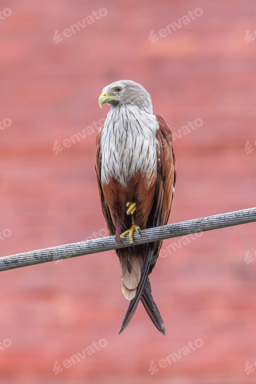 Preview: Majestic hawk perched on a wire