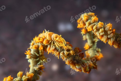 Preview: Xeno Crab on whip coral