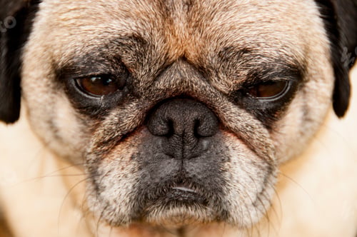 Preview: Close-up Of A Pug Dog