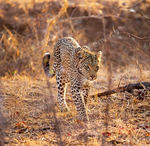 Preview: A Best wildlife tours in the world