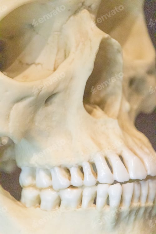 Preview: Extreme closeup shot of a human skull with complete set of teeth displayed in a museum