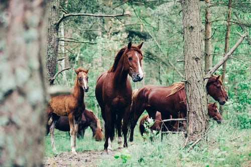 Preview: Herd of brown horses walking in the green forest.