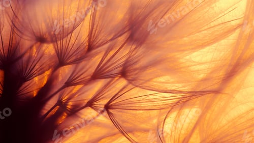 Preview: dandelion at sunset . Freedom to Wish. Dandelion silhouette fluffy flower on sunset sky