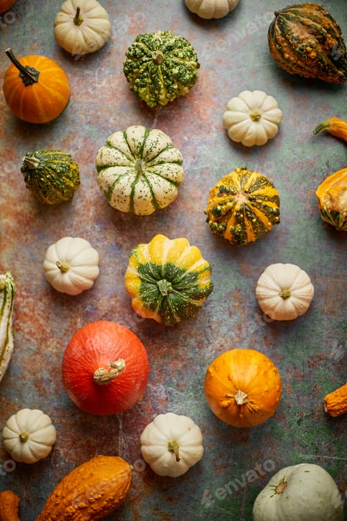 Preview: Various colorful mini pumpkins placed on rusty background