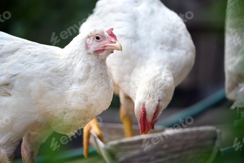 Preview: Hen feeding on traditional rural barnyard. Domestic chicken standing on yard lawn with green grass