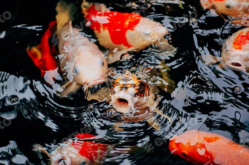 Preview: Top view of carp or crap fish in the pond with black background. Bird eye view top view of the beaut