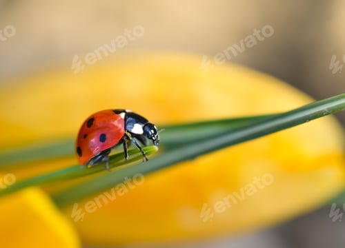 Preview: Bright ladybug on a green stem of a yellow crocus, macro shot.