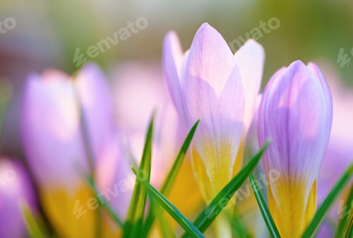 Preview: Blue crocus background