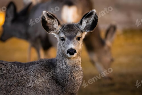 Preview: Deer grazes on the side of a winding road, surrounded by lush, green foliage