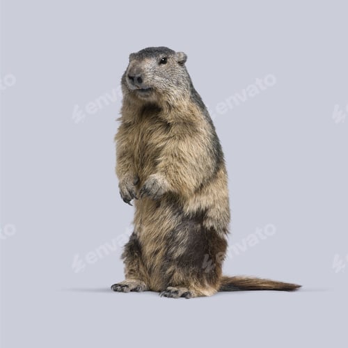 Preview: Alpine marmot stands on its hind legs against a seamless gray background in a studio setting
