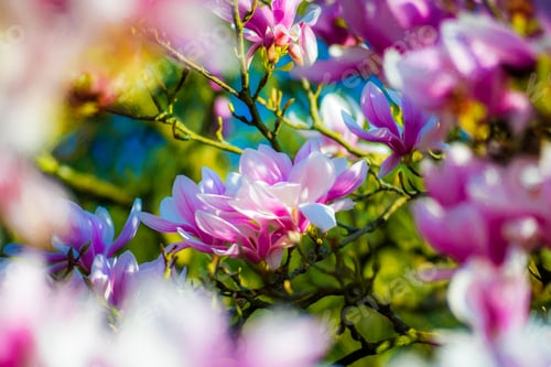 Preview: Pink Magnolia Flowers Blooming in Springtime