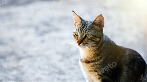 Preview: Sweet Mammal Animal Pet Cat