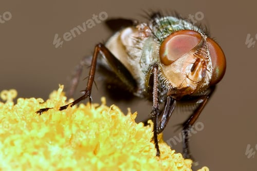 Preview: Fly, Guadarrama National Park, Spain