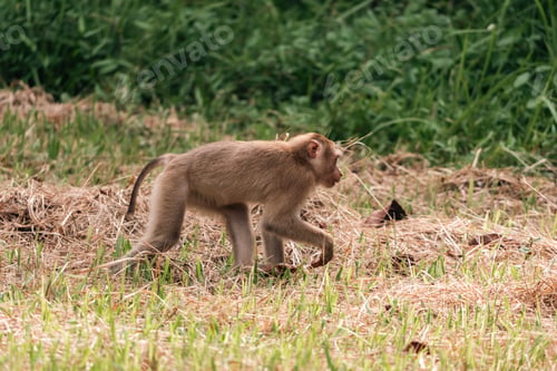 Preview: pig-tailed macaque sitting on tree branch eating ripe fruits in tropical rainforest