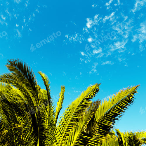 Preview: Tropical minimal. Palm leaf.