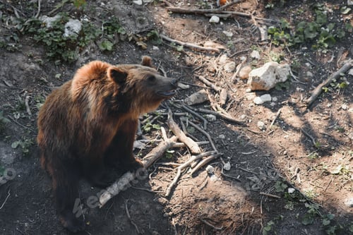 Preview: Picture of a big brown bear