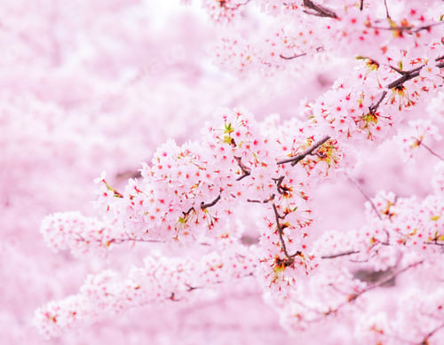 Delicate Pink Cherry Blossoms in Full Bloom