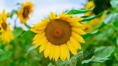 Preview: Yellow sunflower flower closeup on natural background. Banner