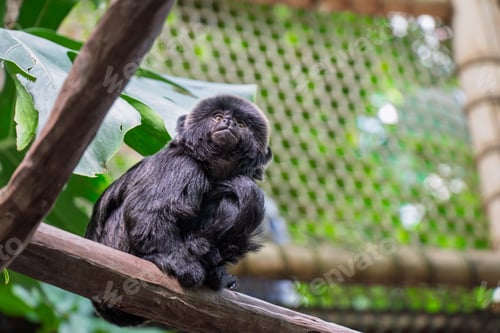 Preview: Saguinus nigricollis tamarin sitting full body tropical zoo
