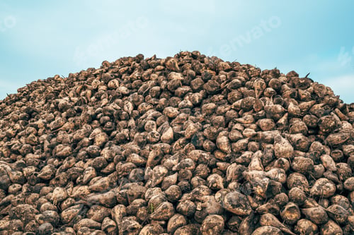 Preview: Pile of harvested sugar beet root crops in the field