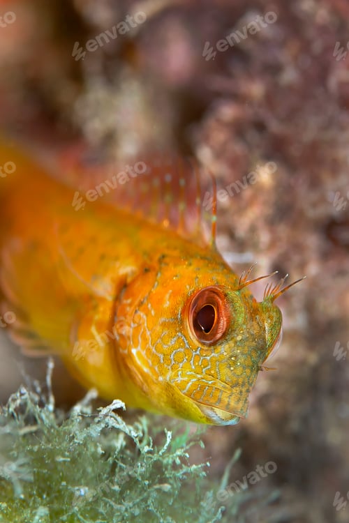 Preview: Ringneck Blenny, Cabo Cope Puntas del Calnegre Natural Park, Spain