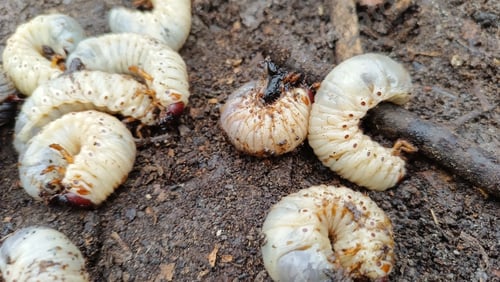 Preview: Beetle worms in the soil