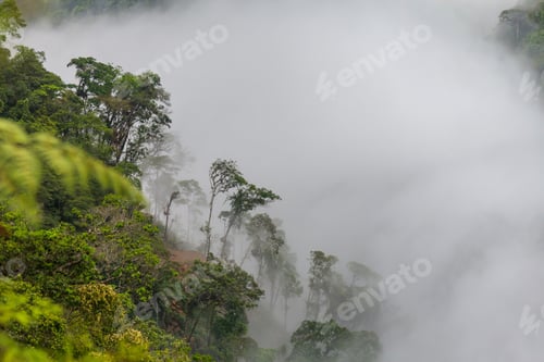 Preview: Jungle in Bolivia