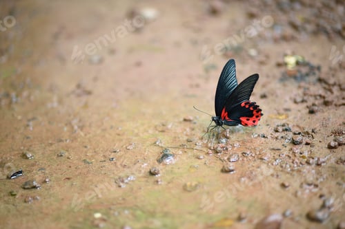 Preview: Butterfly sucking water on ground after rare rains