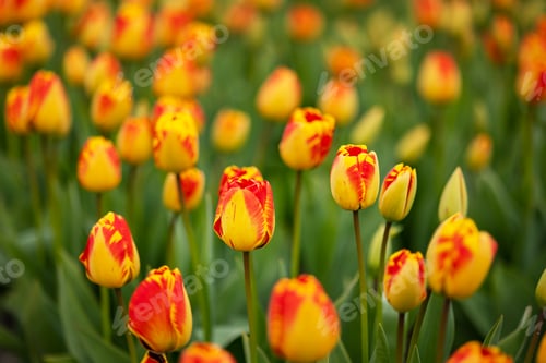 Preview: Exotic yellow-red goblet-shaped tulips close-up