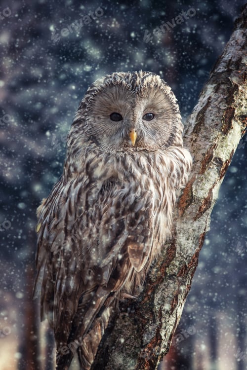 Preview: Ural Owl sit in a tree and looking on the the camera in winter time