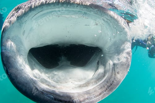 Preview: Open mouth of whale shark