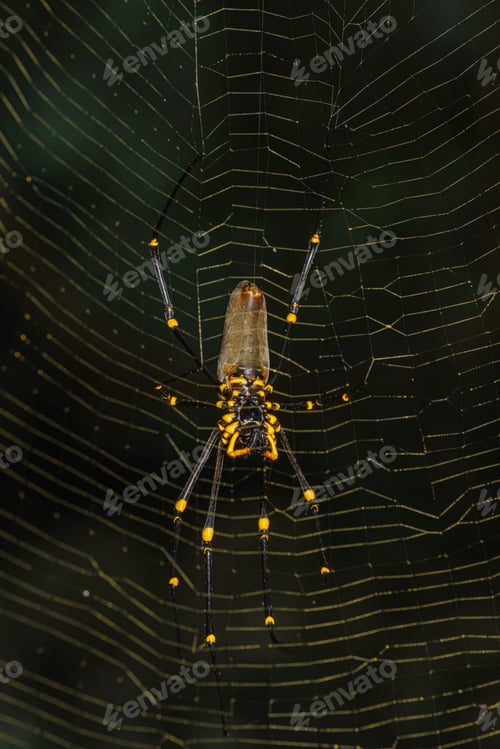 Preview: Golden Orb Spider macro shot