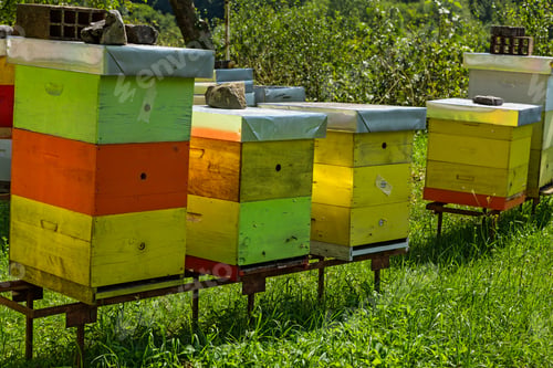 Preview: Bee hives in the forest