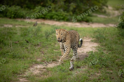 Preview: A male leopard, Panthera pardus, walks along a path, looking to its side.