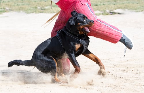 Preview: training of rottweiler