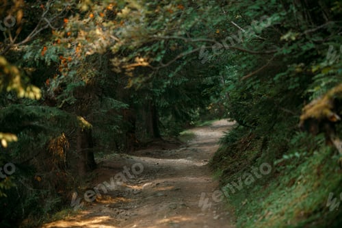 Preview: Forest path in the evening