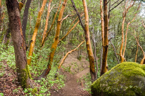 Preview: Madrone trees (Arbutus menziesii) forest on a rainy day