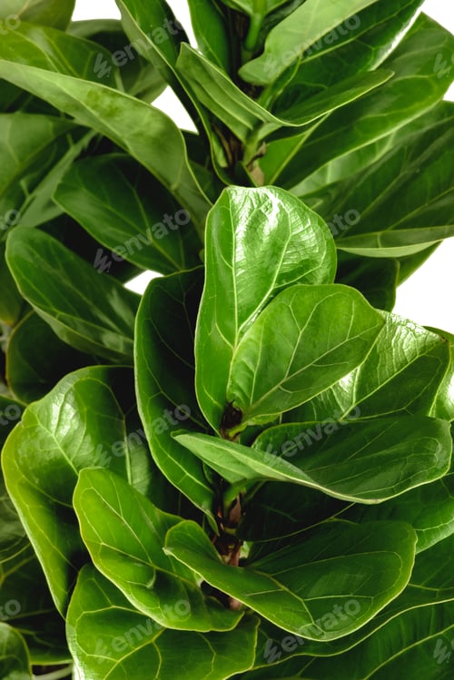 Preview: Close up of a Fiddle-leaf fig plant on white background