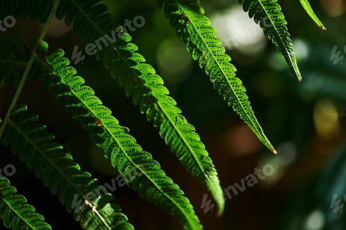 Preview: Background of the fern leaves with sunlight