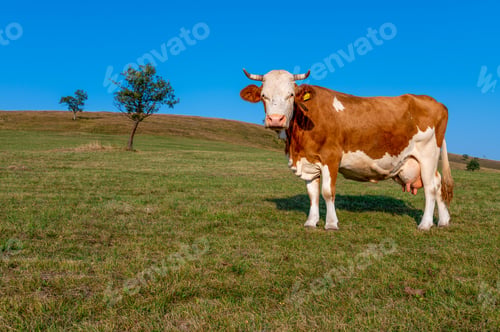 Preview: Closeup of a cow standing on the green grass on a field during daylight
